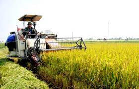 VIDEO: Toàn tỉnh xây dựng 76 mô hình cấy lúa bằng máy vụ đông xuân